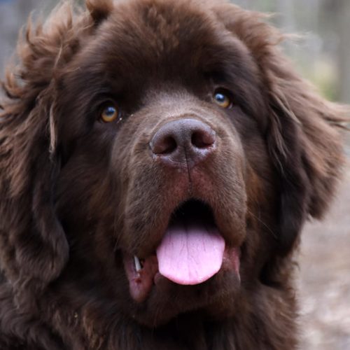 hunde-fodder-kvardrat